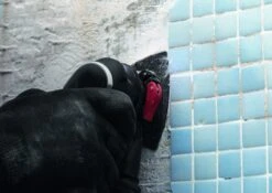 Bosch 2608900045 EXPERT Starlock Carbide Schuurplateau Multimaterial AVZ90RT2 -Bosch b40904241b391ca8673195dcd46a7349